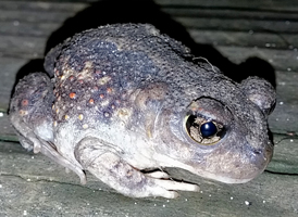 Eastern Spadefoot